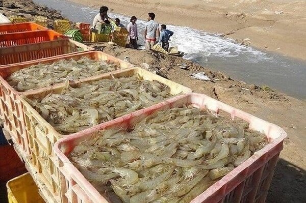 قطب میگوی ایران در مسیر خودکفایی؛ تکمیل زنجیره آبزیپروری در بوشهر