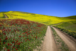 خیز مازندران برای خودکفایی در تولید روغن؛ حال مزارع کلزا خوش است
