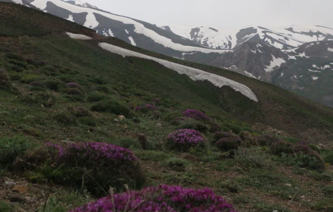 برداشت بیرویه و غیرمجاز گیاهان دارویی، تهدیدی جدی برای تنوع زیستی البرز