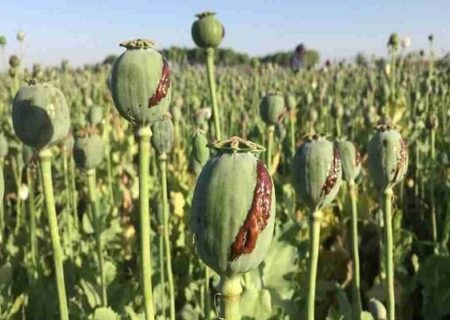 برخورد قاطع با کشت غیرمجاز خشخاش؛ از زارعان تا مسئولان متخلف