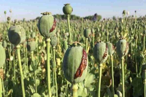 برخورد قاطع با کشت غیرمجاز خشخاش؛ از زارعان تا مسئولان متخلف