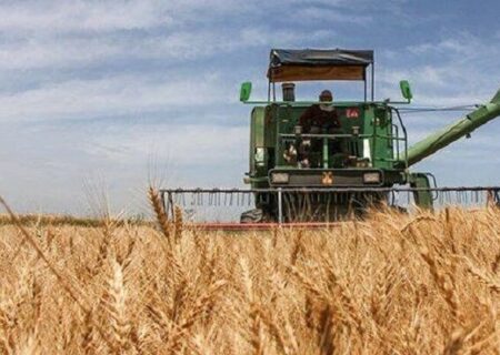 طلوع خوشه‌های طلایی در مازندران