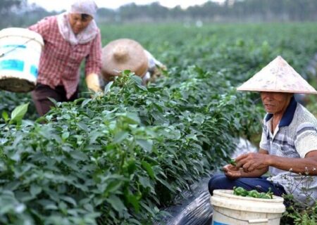 چالش‌های منابع پایه در کشاورزی چین