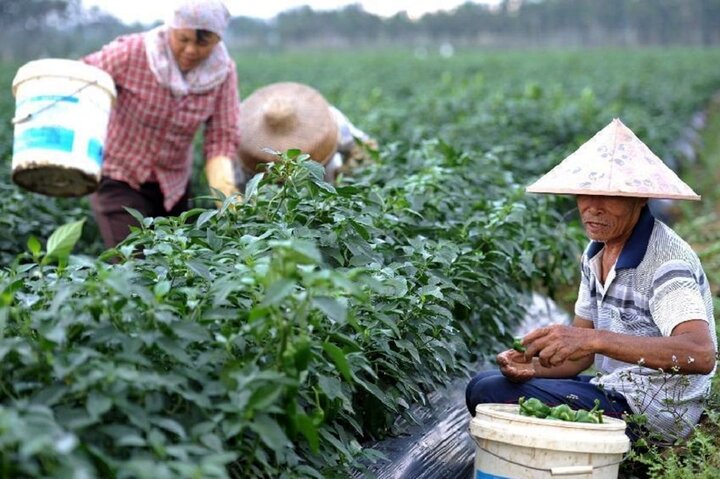 چالشهای منابع پایه در کشاورزی چین