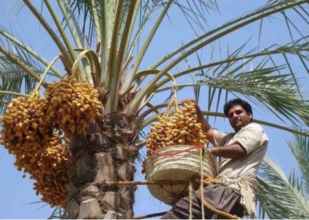 سردی قیمت‌ در خرماپزان بم؛ وقتی سود به جیب دلال می‌رود