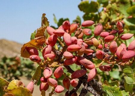 چالش صادرات پسته یزد؛ از انحصار تا بلاتکلیفی آزمایشگاه مجهز آفلاتوکسین