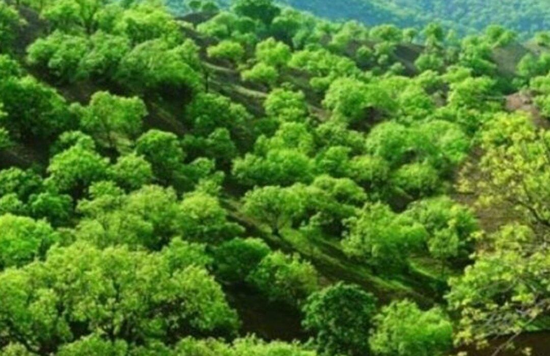 طبیعت بکر، بومگردی‌های نوپا و گردشگری سلامت؛ سه ضلع مثلث گردشگری ایلام