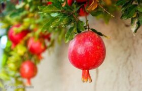انار؛ میوه‌ای با خواص درمانی!