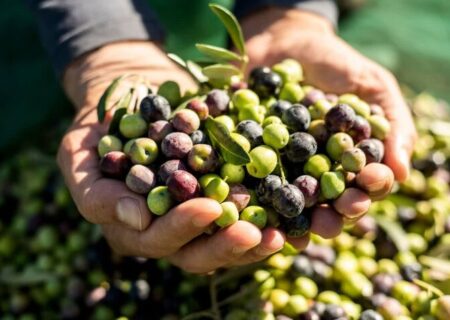 زیتون گیلان در مسیر خودکفایی روغن؛ باغات قدیمی اصلاح می‌شوند