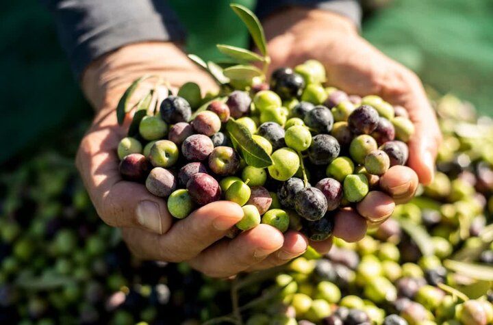 زیتون گیلان در مسیر خودکفایی روغن؛ باغات قدیمی اصلاح می‌شوند