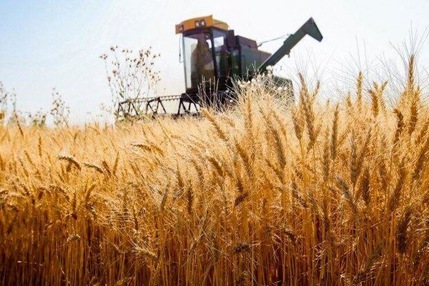 شفیعی: خرید گندم در آذربایجانشرقی از ۳۷۴ هزار تن گذشت