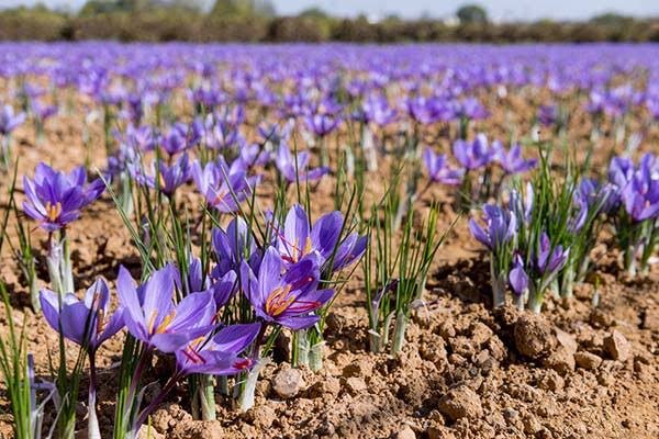 روایت زعفران‌کاری در لرستان؛ وقتی زمین کوچک، ارزش بزرگ می‌آفریند