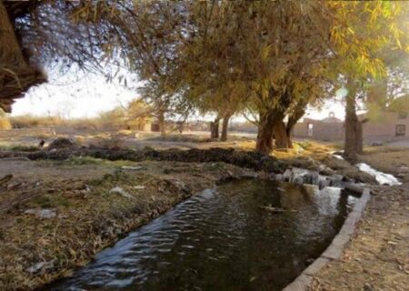 درختان۷۰۰ساله کرمان در معرض خشکیدگی؛ انتقال آب خلیج فارس چاره ساز نیست
