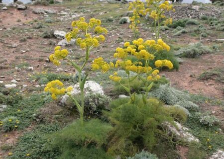 کشت آنغوزه؛ فرصتی برای درآمدزایی کشاورزان ورامین در شرایط کم‌آبی