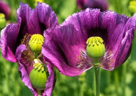 شقایق الیفرا؛ ظرفیت گیاهی برای تأمین مواد اولیه داروهای مخدرپایه
